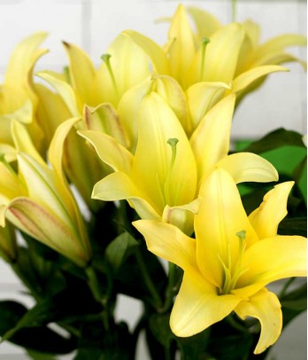 1 dozen of yellow lilies