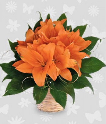 Orange Lilies